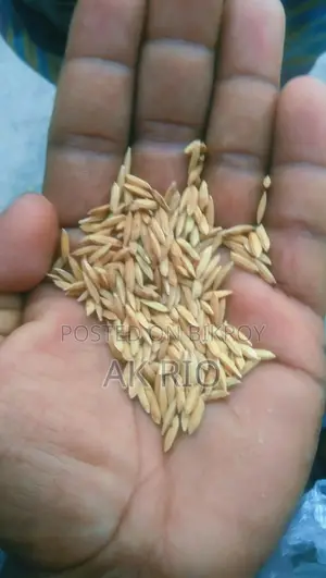 পিওর ২৮ ধান বিক্রি