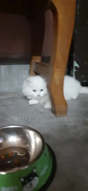 নীল চোখের পুরুষ বিড়ালছানা