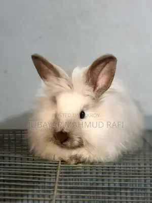 Satin Angora Female