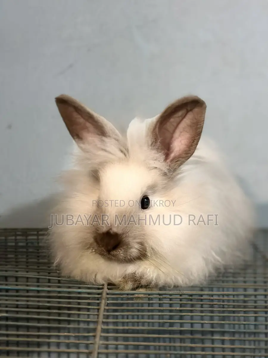 Satin Angora Female