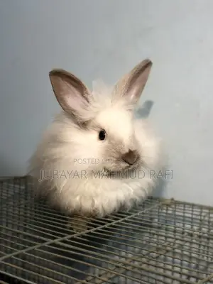 Satin Angora Female