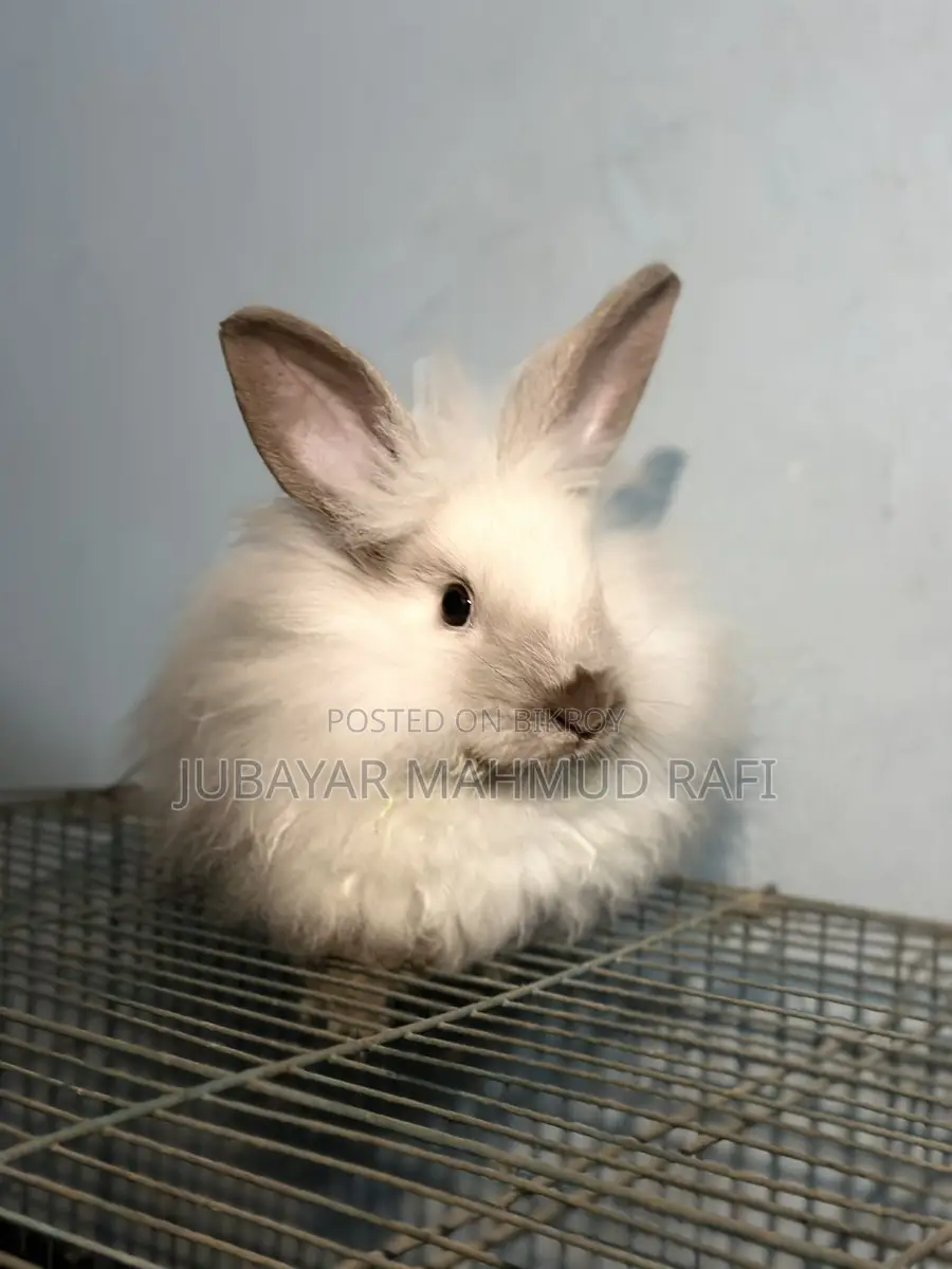Satin Angora Female