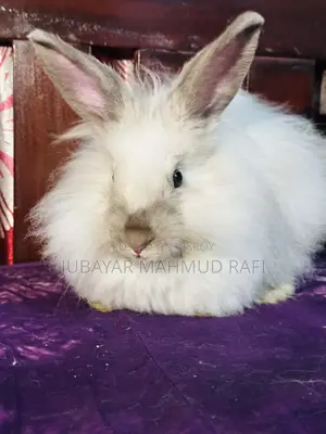 Satin Angora Female