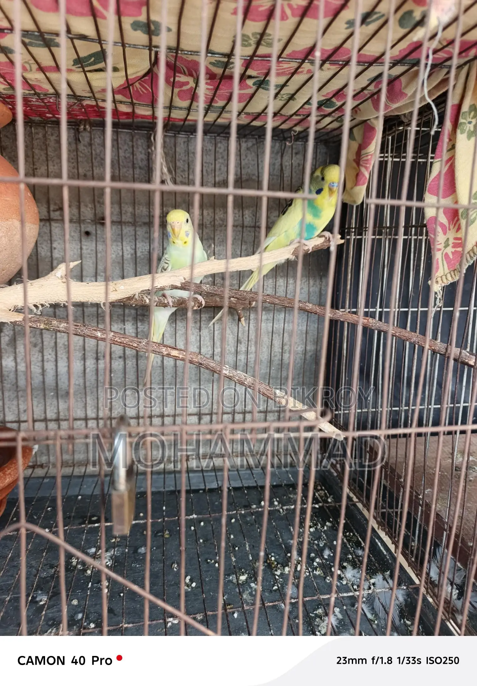 বাজিগর পাখি