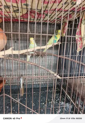 বাজিগর পাখি