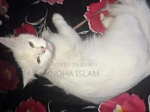 Cat for Sale
