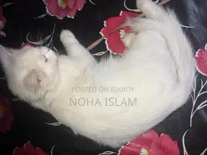 Cat for Sale