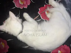 Cat for Sale