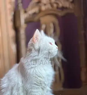 Persian Cat Female