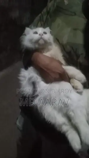Persian Cat Female