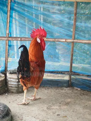 একটা ব্রিডার মোরগ