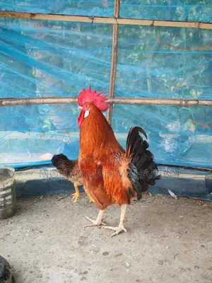 একটা ব্রিডার মোরগ