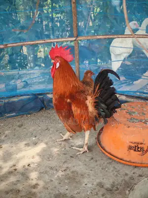 একটা ব্রিডার মোরগ