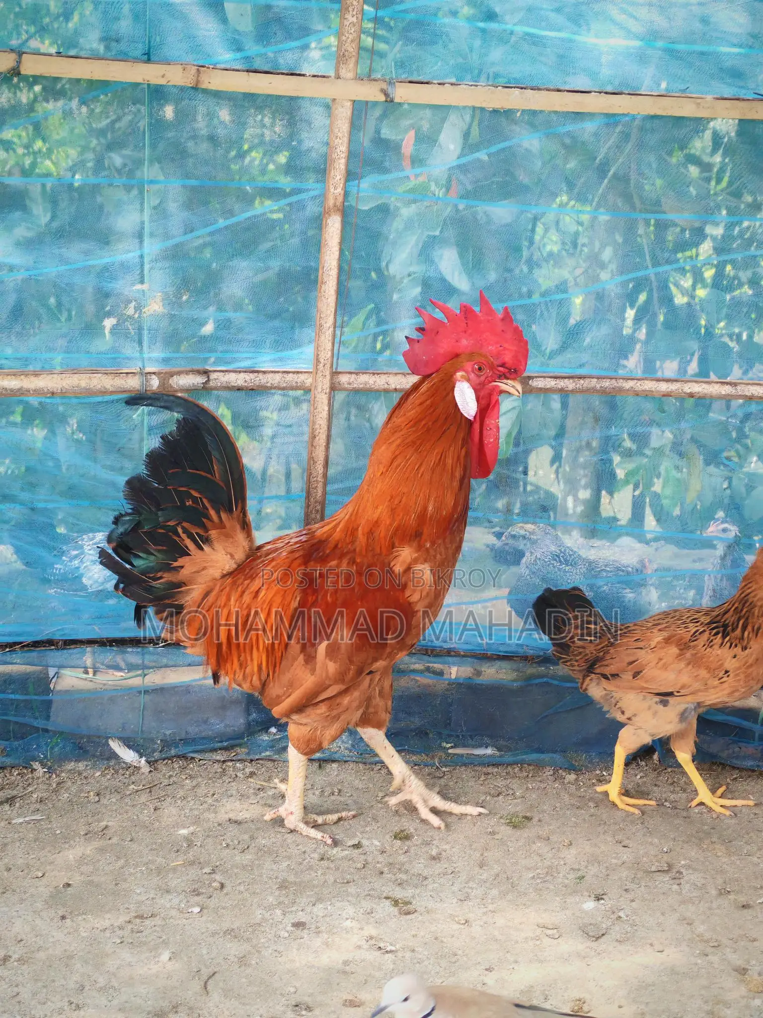 একটা ব্রিডার মোরগ