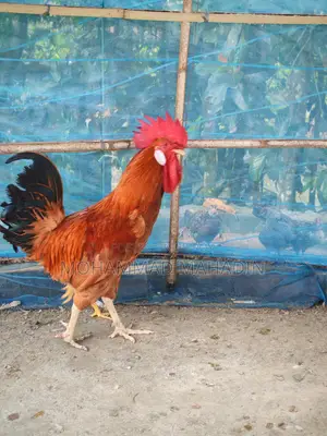 একটা ব্রিডার মোরগ