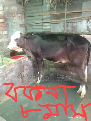 Available for those looking to raise two cows