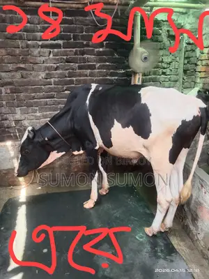 দুটি গরু পোষার মত লাগলে নিতে পারেন