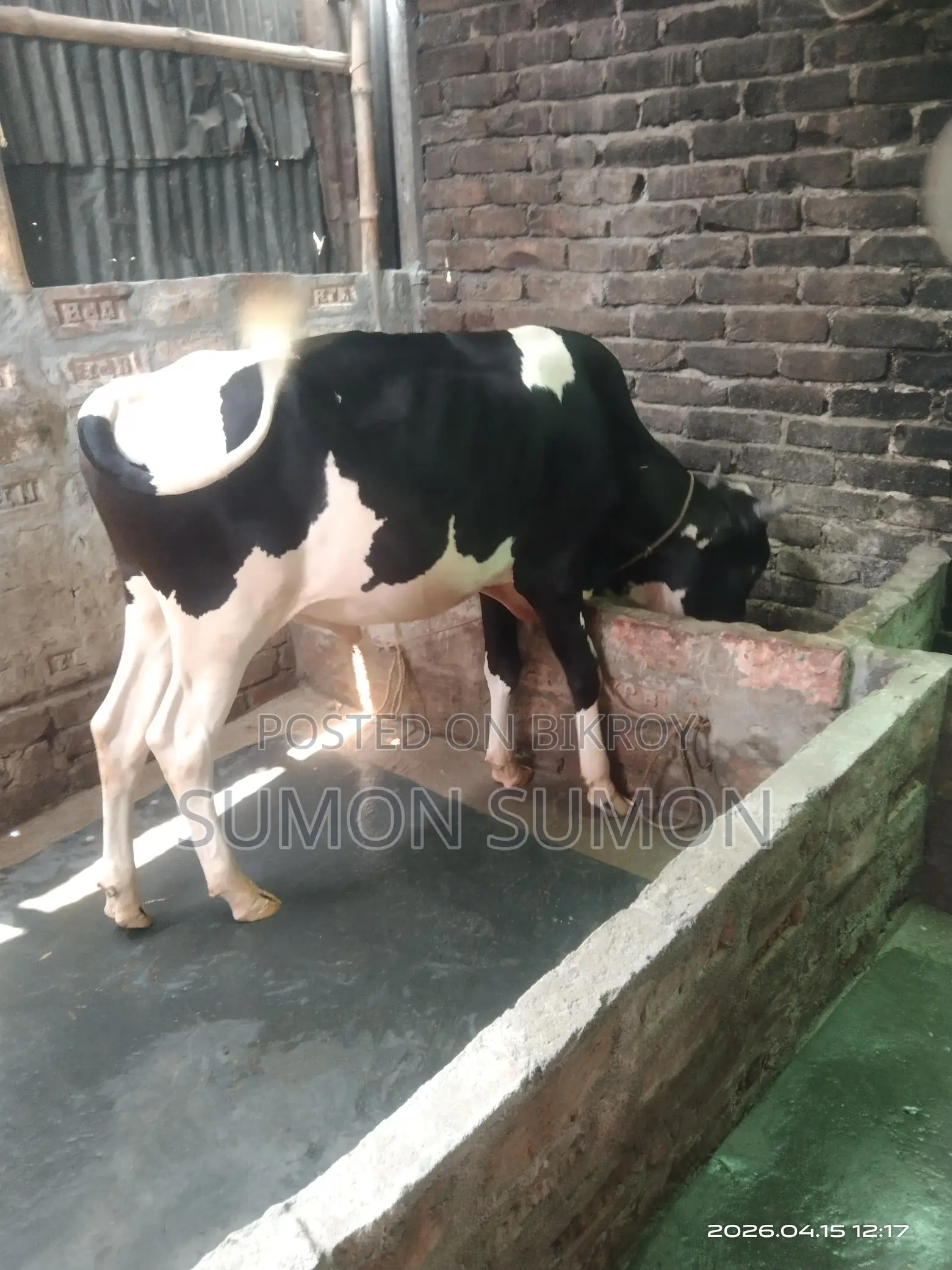 Available for those looking to raise two cows