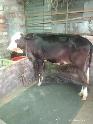 Available for those looking to raise two cows