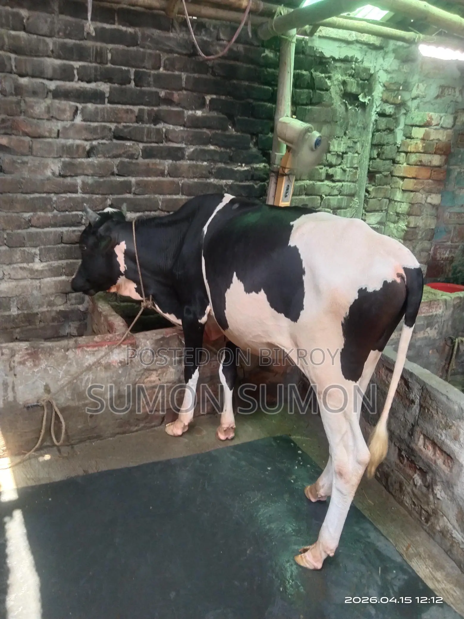 Available for those looking to raise two cows