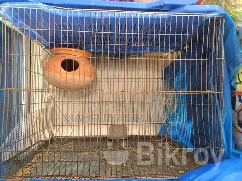 2 Pis Cage /খাঁচা