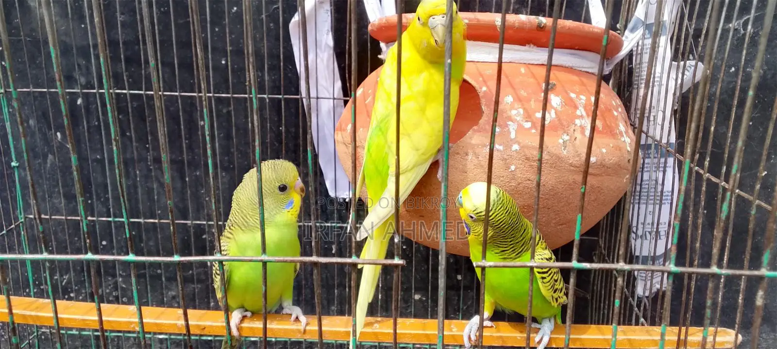 রানিং বাজিগার পাখি