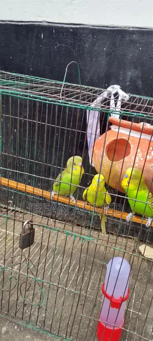 রানিং বাজিগার পাখি