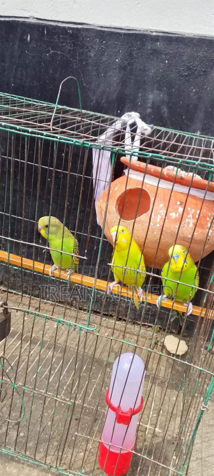 রানিং বাজিগার পাখি