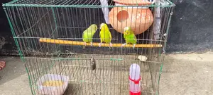 রানিং বাজিগার পাখি