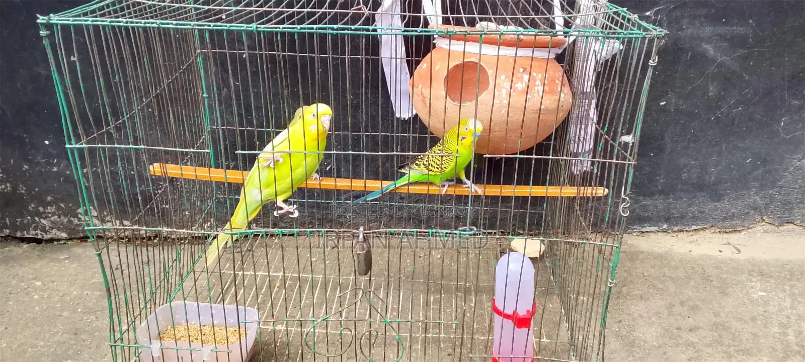 রানিং বাজিগার পাখি