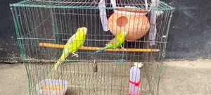 রানিং বাজিগার পাখি