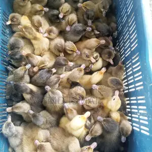 হাঁসের বাচ্চা