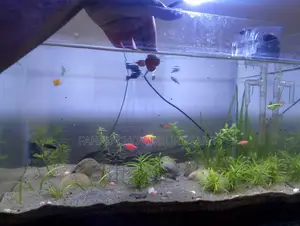 Mixed Fish for Aquarium