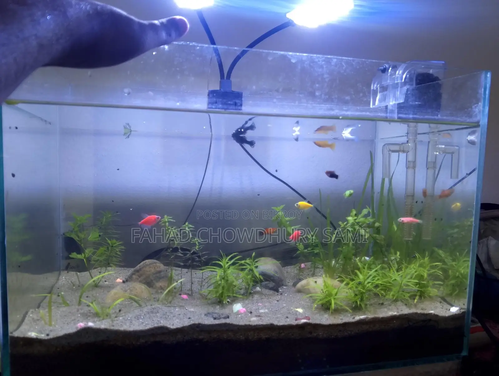 Mixed Fish for Aquarium