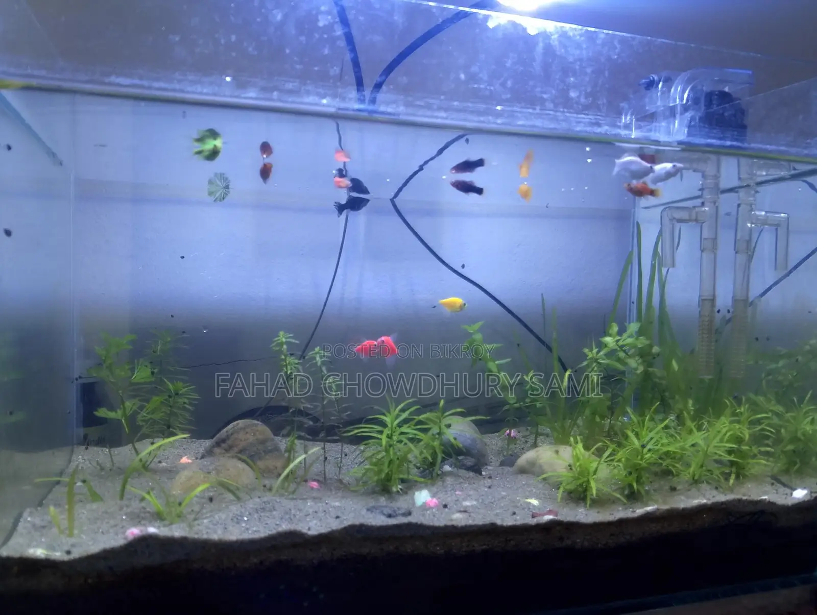 Mixed Fish for Aquarium