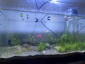 Mixed Fish for Aquarium