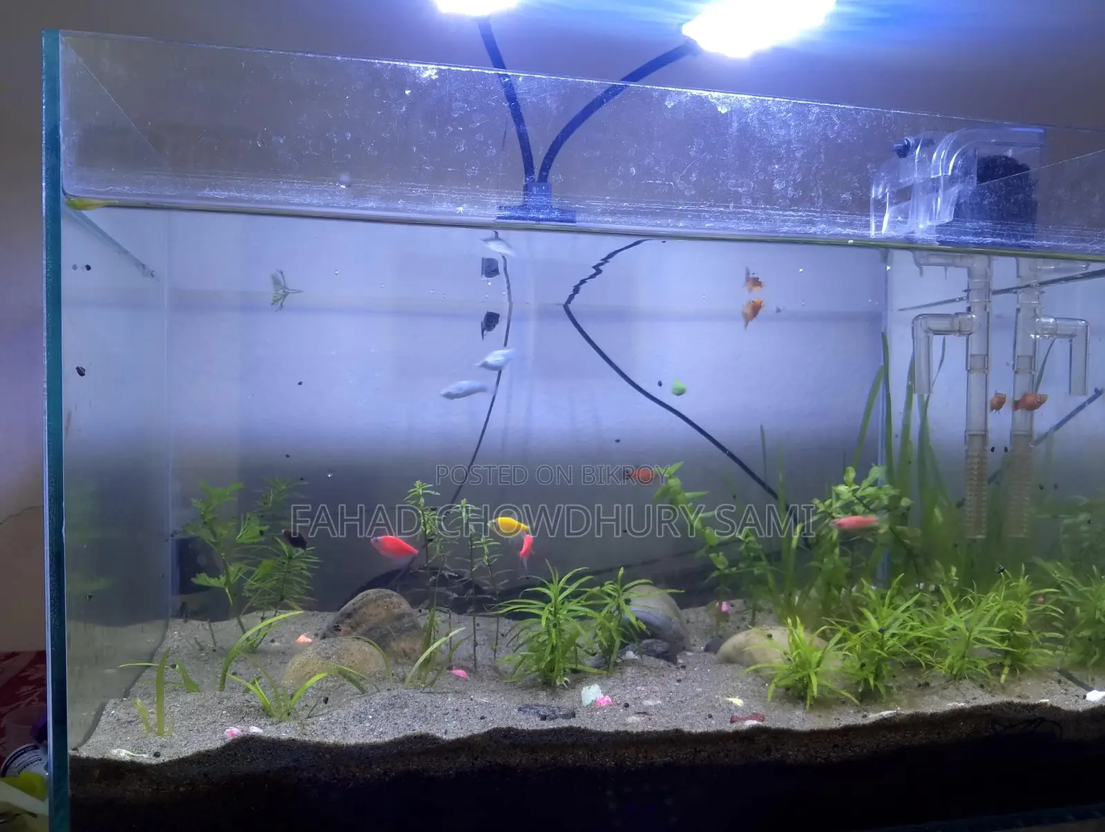 Mixed Fish for Aquarium
