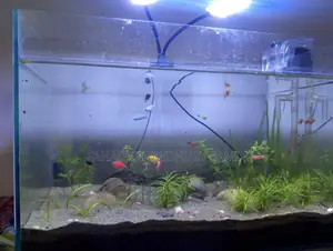 Mixed Fish for Aquarium