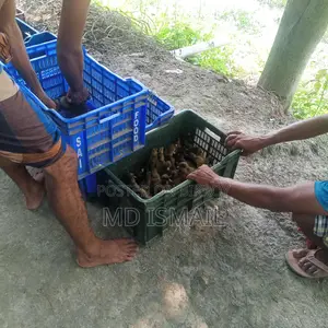 হাঁসের বাচ্চা