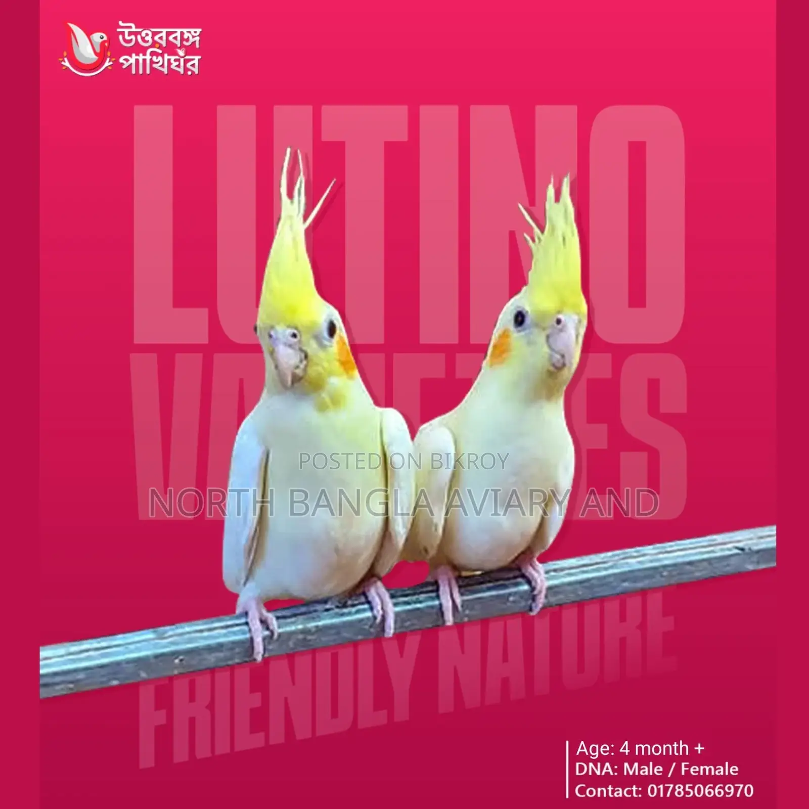 Lutino Cockatiel baby