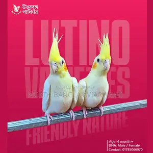 Lutino Cockatiel baby