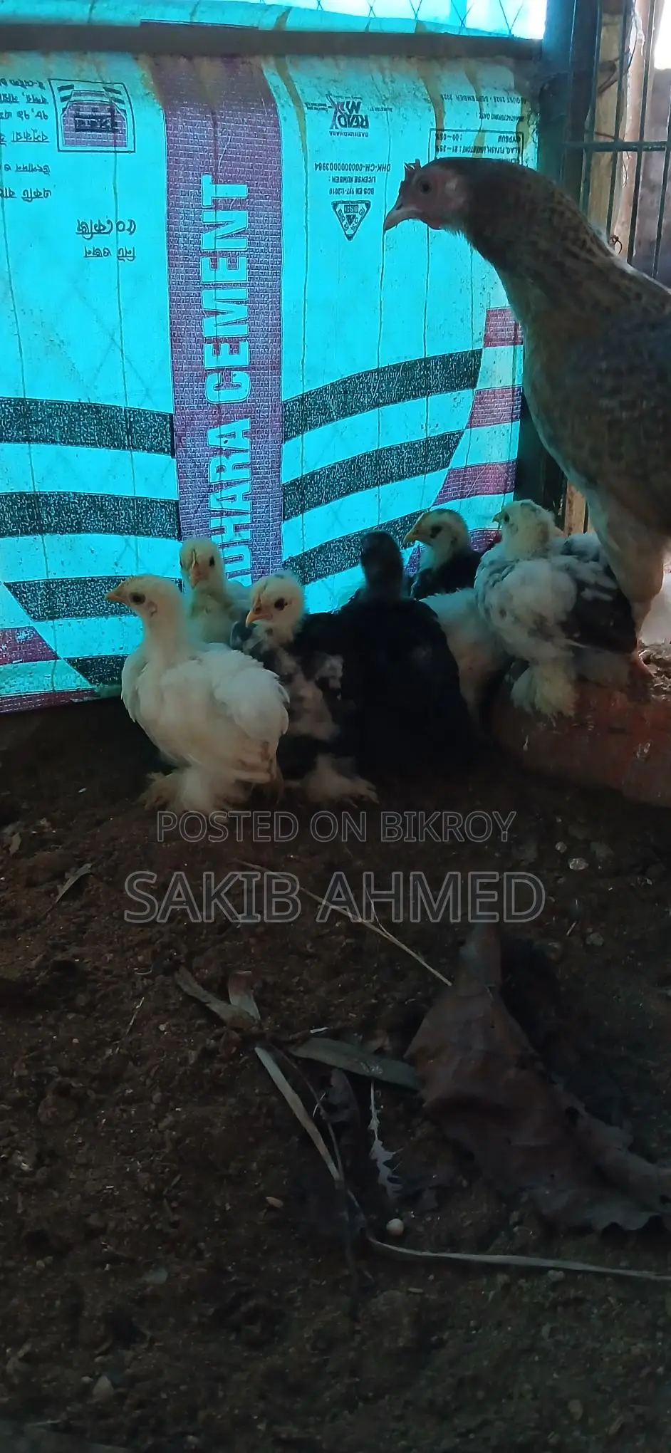 ব্লাক কোচিং প্রতি পিছ