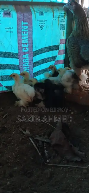 ব্লাক কোচিং প্রতি পিছ
