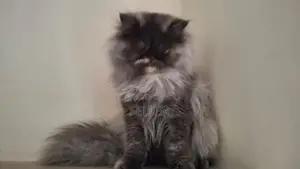 Triple coat female Persian cat