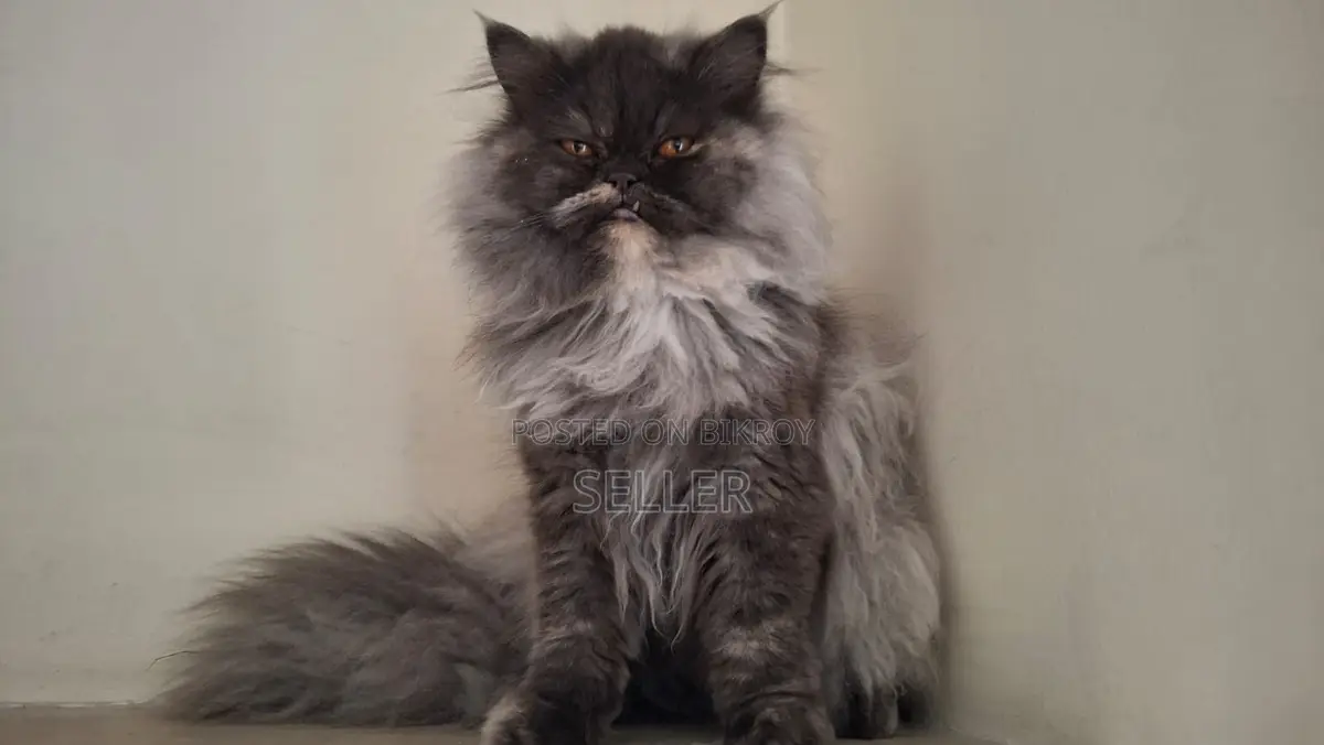 Triple coat female Persian cat