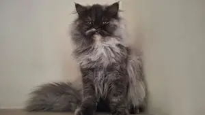 Triple coat female Persian cat
