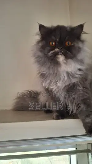 Triple coat female Persian cat