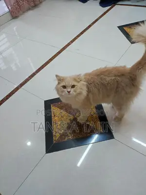Traditional Persian Cat