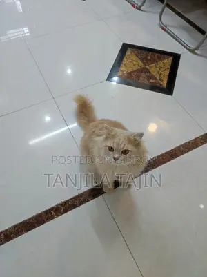 Traditional Persian Cat