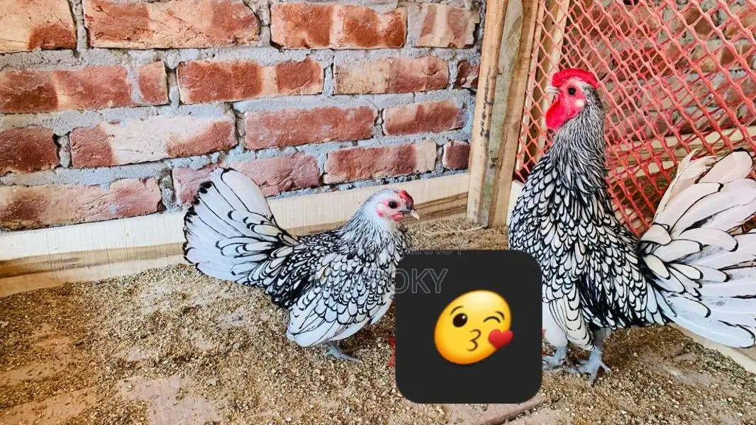 সিল্কি/ব্রাহামা/সেব্রাইট